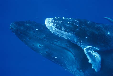 Humpback Whale Breeding