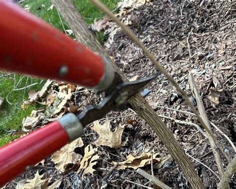 Butterfly Bush Pruning Tips aka Buddleia | Hearth and Vine