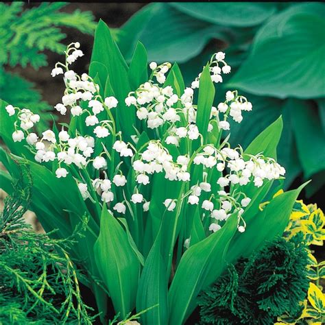 Spring Hill Nurseries 10-Pack Lily Of The Valley White Flowering ...