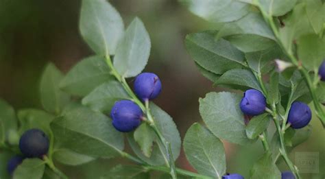 Wholesale Bilberry for Sale | Monterey Bay Herb Co