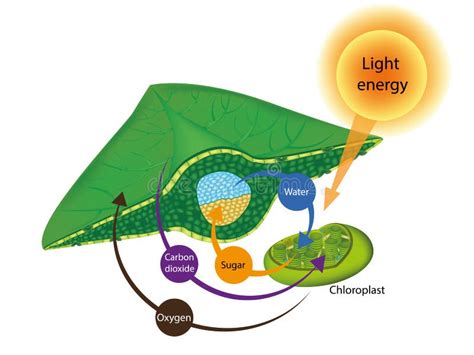 Leaf Diagram Labeled Photosynthesis