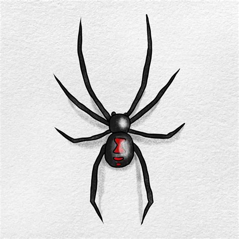 Spider Drawing How To Draw A Black Widow Spider Step By Step – NBKomputer