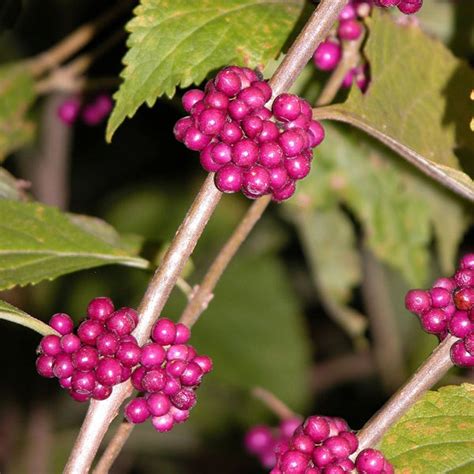 Purple Beautyberry Callicarpa americana Edible Nectar | Etsy