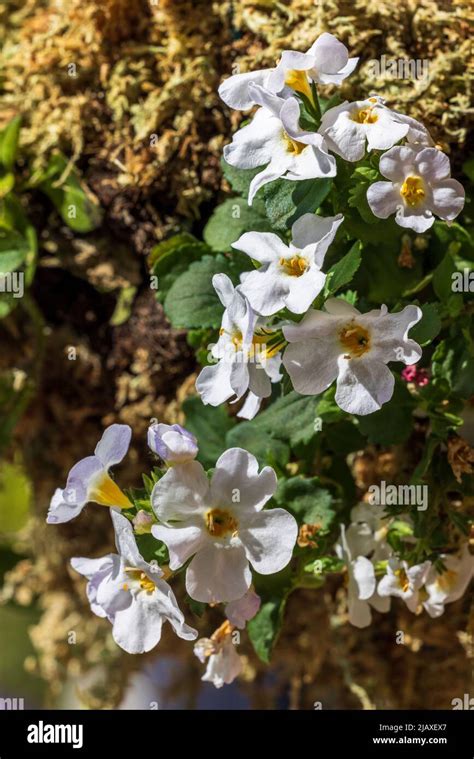 Bacopa (Sutera cordata) cascading in a hanging basket Stock Photo - Alamy