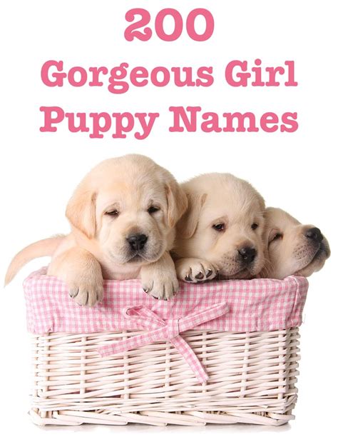 Girl Puppy Names - 200 Amazing Ideas For Naming Your Female Pup - The ...