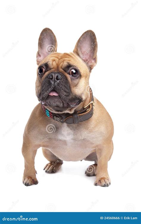 1,487 Beige French Bulldog Stock Photos - Free & Royalty-Free Stock ...