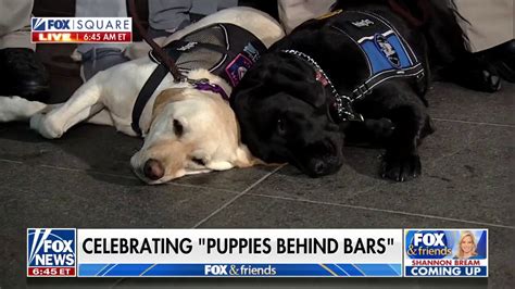 'Puppies Behind Bars' celebrates 25 years of raising service dogs | Fox ...