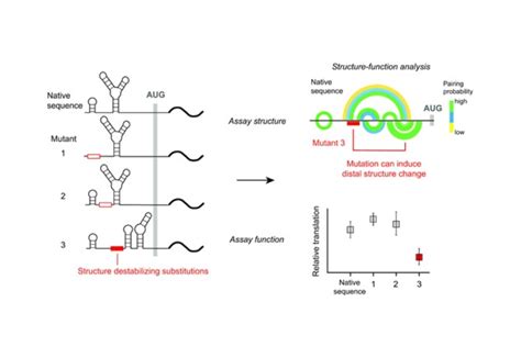 Global 5′-UTR RNA structure regulates translation of a SERPINA1 mRNA ...