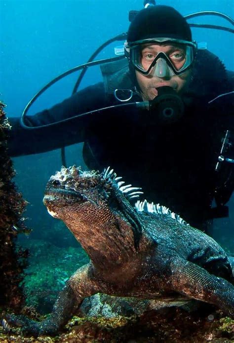 Scuba Diving Galapagos - Booking For Liveaboard Cruises & Day Dives