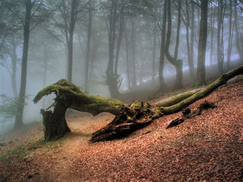 Arbol caido en un bosque de Goizueta, Pamplona, Navarra, España ...