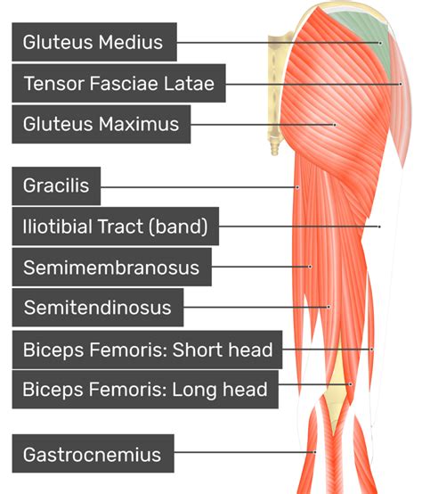 Gluteus Medius Muscle