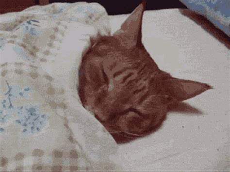 Bed Time Cat GIF - BedTime Cat Sleeping - Discover & Share GIFs