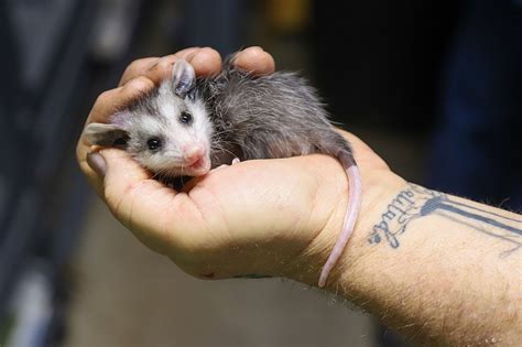 Opie Acres cares for Chattanooga’s orphaned, injured possums, small ...