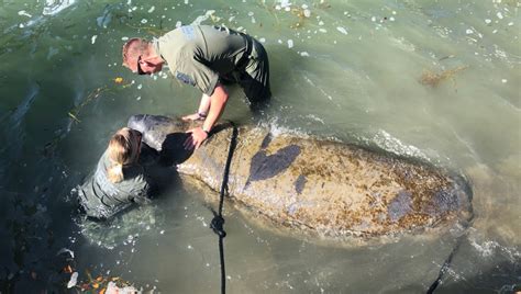 Florida deputies save distressed manatee by holding its head up for 2 ...