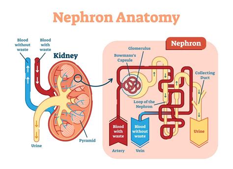 How high blood pressure affects the kidneys · seca