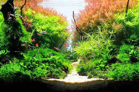 18 Best Low light Aquarium plants.