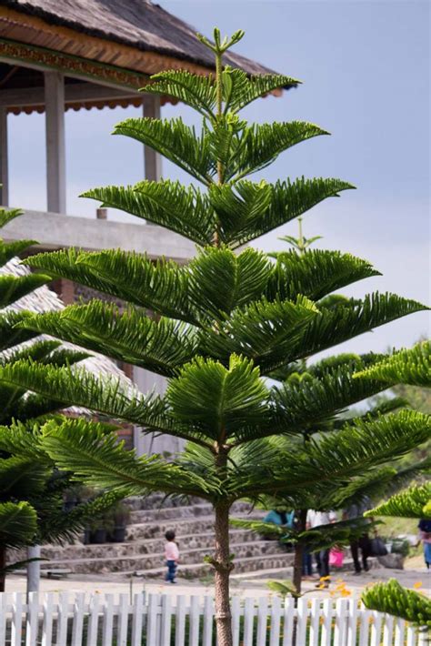 Araucaria columnaris - Araucaria cookii - New Caledonian Pine - Pin ...