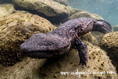 The Japanese Giant Salamander - Quite Unique | Indopacificimages