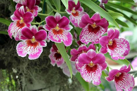 These are the 11 most popular types of Orchids