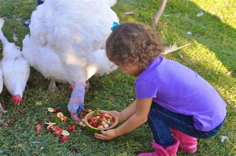 Farm Animal Sanctuaries in the US: Visit, Volunteer, & Meet the Animals!