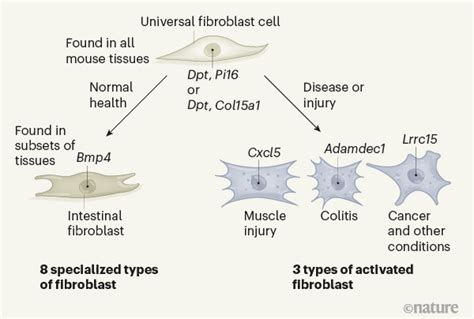 Fibroblast cells reveal their ancestry