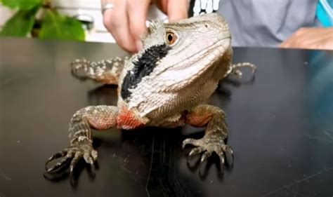 Australian Water Dragon - Facts, Diet, Habitat - Wildanimaltv