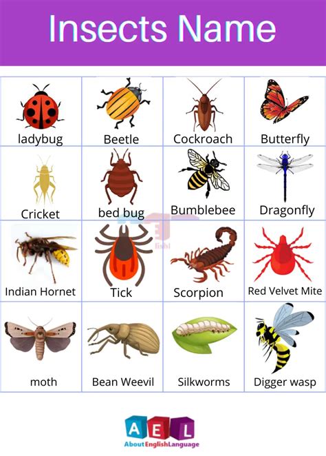 Insects Name in English | Insects name in hindi – Learn English online free