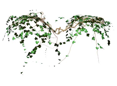 Vine Computer Icons Desktop Wallpaper Photography - Transparent Vines ...