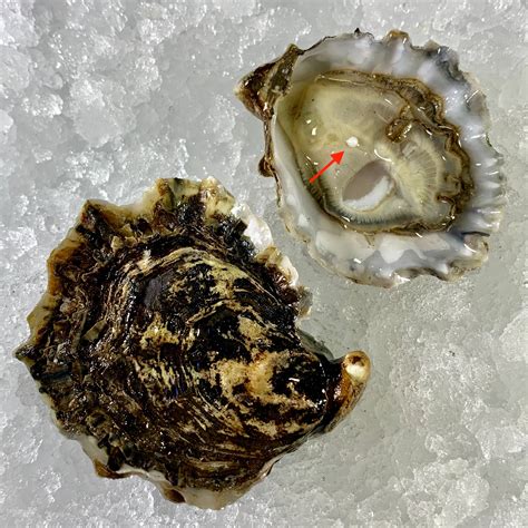 Couple orders oysters on the half shell at New Jersey restaurant, finds ...