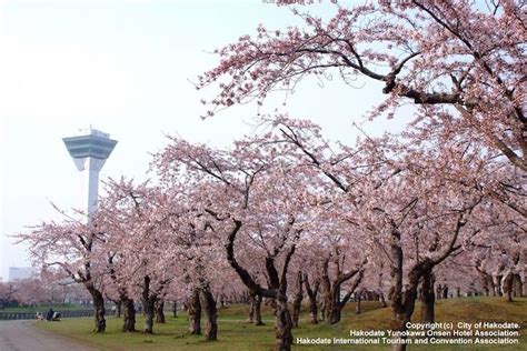 4 Famous Cherry Blossom Viewing Spots In Hokkaido | MATCHA - JAPAN ...