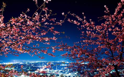 Japan Cherry Blossom Wallpapers - Top Free Japan Cherry Blossom ...