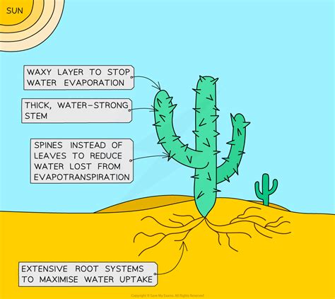 Adaptations | AQA GCSE Biology Revision Notes 2018