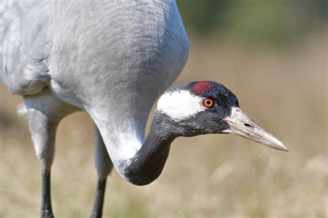 What the Return of the Common Crane Tells Us About Restoring Nature ...