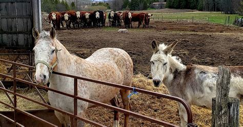 Ontario animal sanctuary donkey crashes Zoom meetings around the world