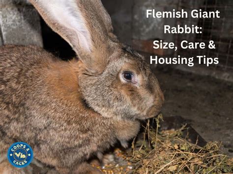 Flemish Giant Rabbit: Size, Care And Housing Tips