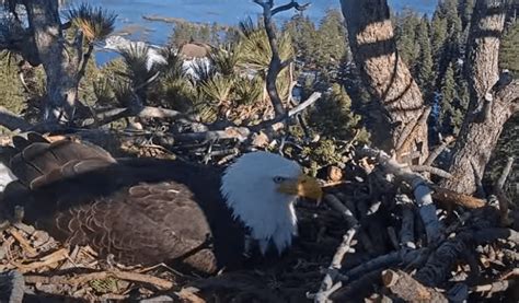 3 Bald Eagle Eggs Will Soon Hatch in Big Bear | California Insider