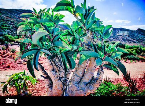 South Africa Succulent Karoo Biome's Wild Grape Stock Photo - Alamy