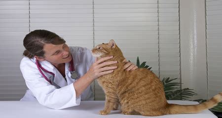 How to Measure Your Cat’s Pain: A Pain Scoring Guide | PetCoach