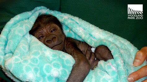 Adorable baby gorilla born at Seattle's Woodland Park Zoo - 6abc ...