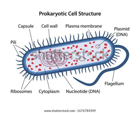 Prokaryotic Cell Structure Photos, Images & Pictures | Shutterstock