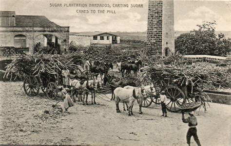 Sugar Plantation Barbados, Carting Sugar Canes To The Mill