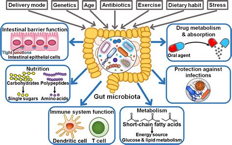 Frontiers | The crosstalk between the gut microbiota and tumor immunity ...