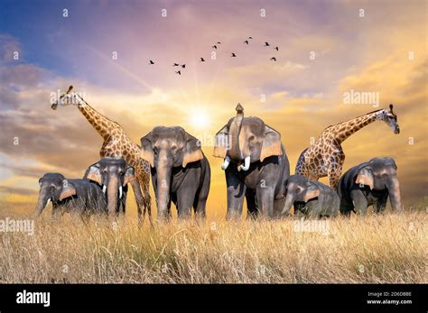 Large group of african safari animals. Wildlife conservation concept ...