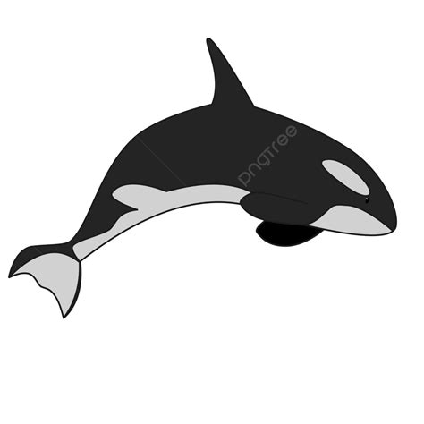 Orca Vector Png Images Cute Orca Vector Illustration Orca Orca | The ...