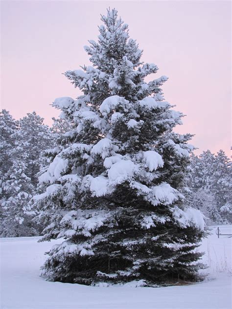 Snow Covered Pine Trees - Krysfill Myyearin