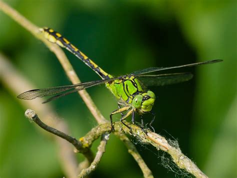 folyami-szitakötők - Gomphidae