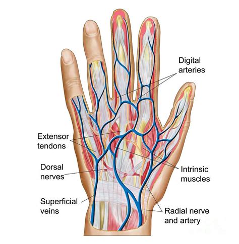 Anatomy Of Back Of Human Hand by Stocktrek Images | Hand anatomy, Human ...