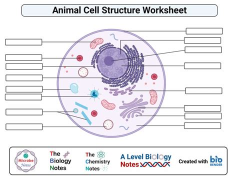 Parts Of Animal Cell Worksheet