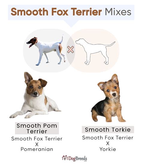 List of Popular Smooth Fox Terrier Mixes With Pictures