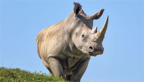 White rhino | San Diego Zoo Wildlife Explorers